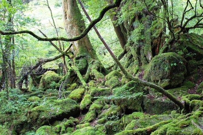 Yakushima 1 Day SHIRATANI UNSUIKYO Walking With ENGLISH Speaking Guide - Pickup Locations and Schedule