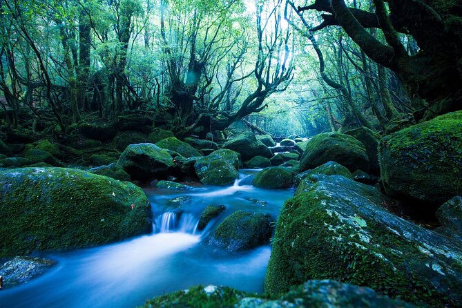 Yakushima Private Island Sights Tour With English Speaking Guide - Tour Schedule
