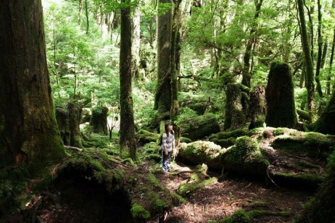 Yakusugi Cedar Forest Walking Tour on Yakushima Island - Guided Forest Walk
