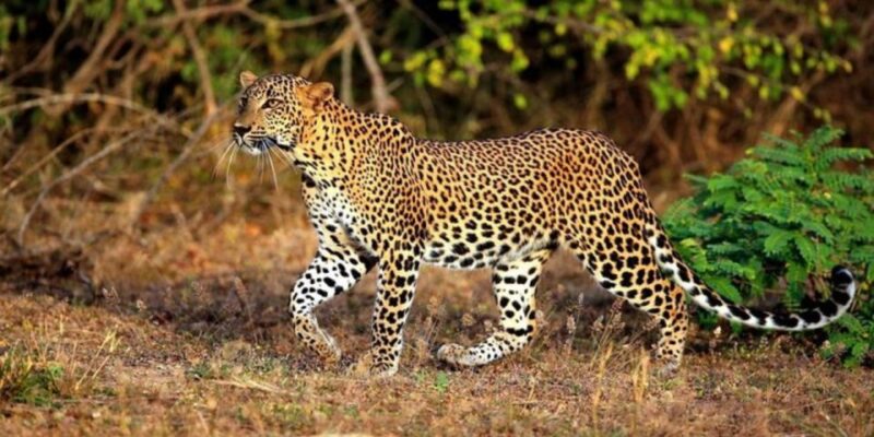 Yala: 1 Day Leopard Safari With Picnic Lunch From Hambantota - Key Points
