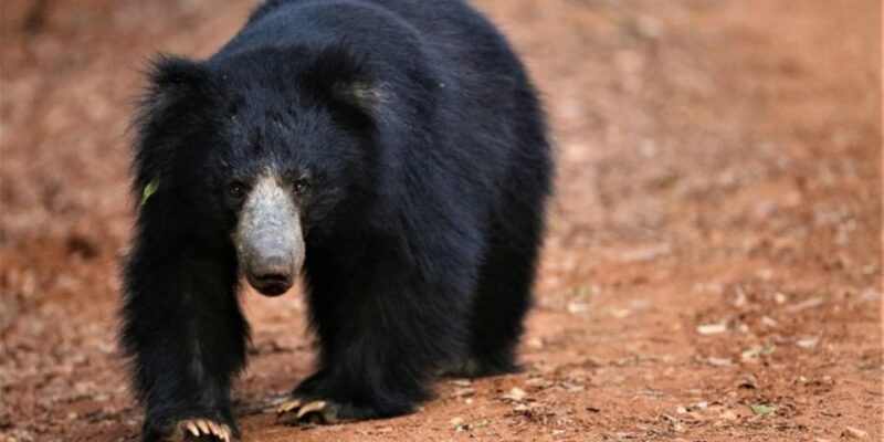 Yala: 1 Day Leopard Safari With Picnic Lunch From Hambantota - Picnic Lunch on Sandy Shores