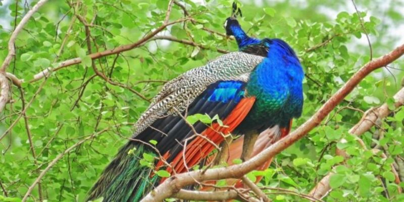 Yala: 1 Day Leopard Safari With Picnic Lunch From Hambantota - Encounter With Sloth Bears and Elephants