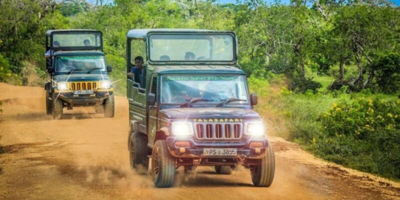 Yala: 1 Day Leopard Safari With Picnic Lunch From Hambantota - Pickup and Drop-Off From Hambantota