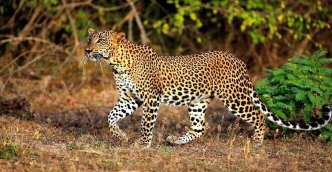 Yala: 1 Day Leopard Safari With Picnic Lunch From Hambantota - Frequently Asked Questions