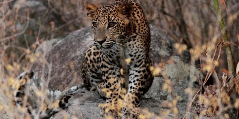 Yala Adventure: All-Inclusive Safari With Campsite Lunch - Key Points