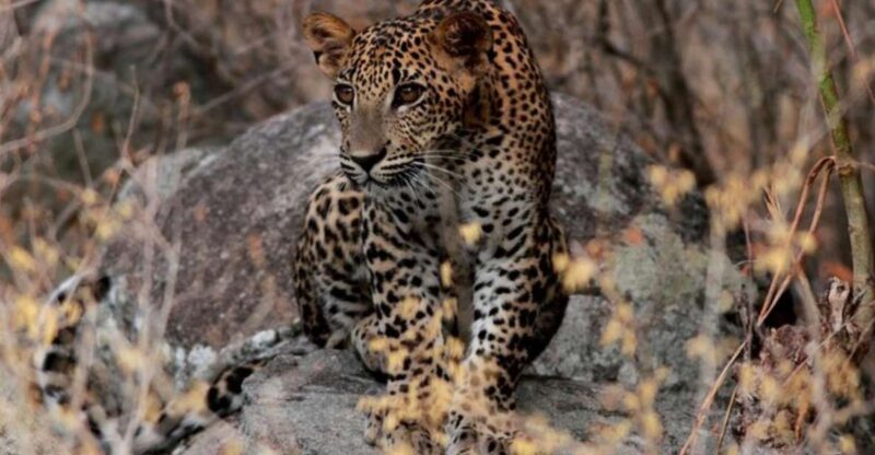 Yala Adventure: All-Inclusive Safari With Campsite Lunch - Pickup and Drop-off Locations