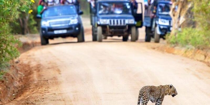 Yala Adventure: All-Inclusive Safari With Campsite Lunch - Inclusions and Exclusions