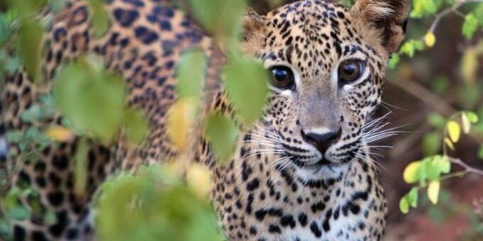 Yala Adventure: All-Inclusive Safari With Campsite Lunch - Duration and Pricing