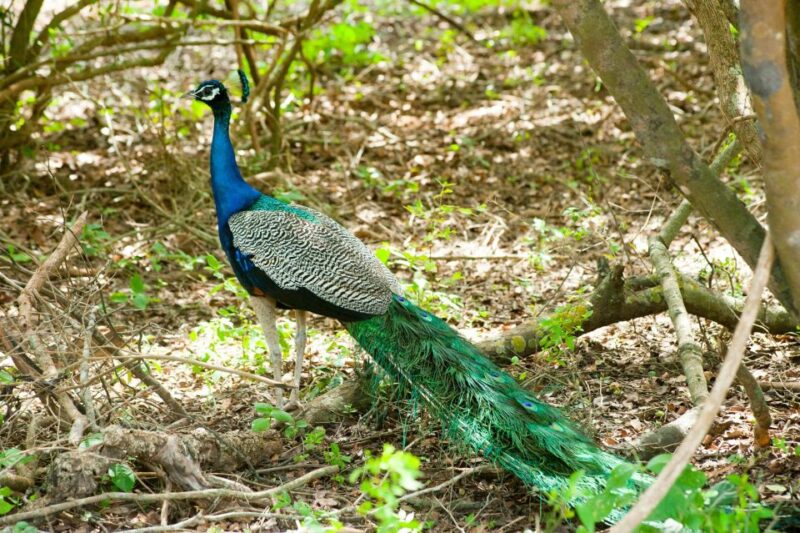 Yala All Inclusive Safari Tour With Free Entrance and Food - Wildlife Experience