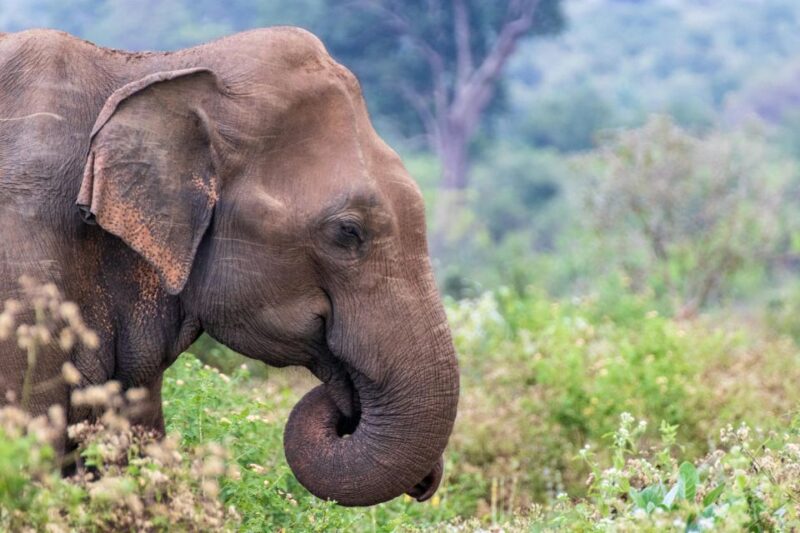 Yala All Inclusive Safari Tour With Free Entrance and Food - Food and Refreshments