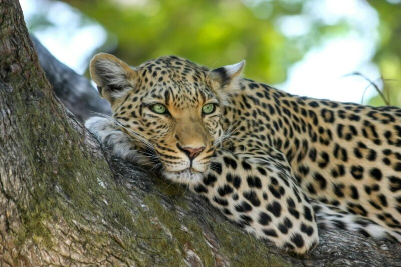 Yala All Inclusive Safari Tour With Free Entrance and Food - Cancellation Policy