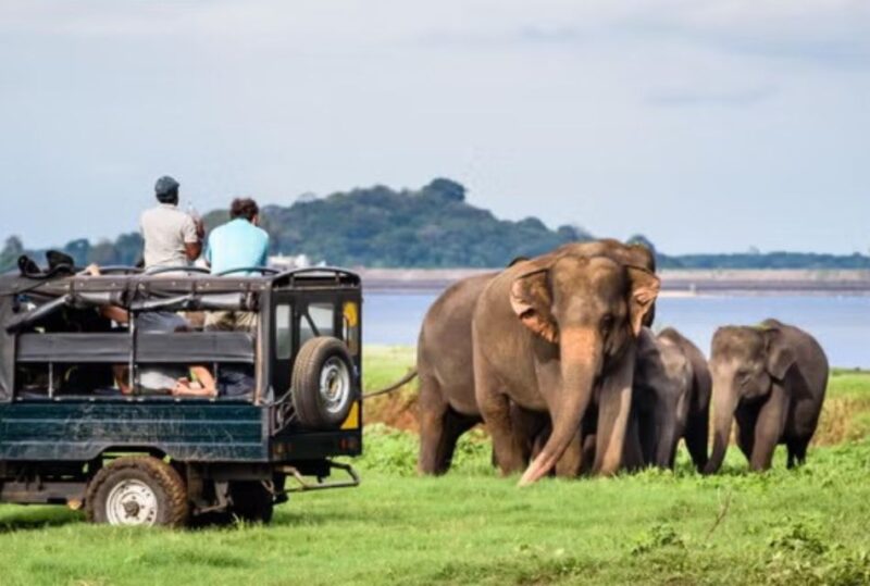 Yala All Inclusive Safari Tour With Free Entrance and Food - Pickup and Drop-off Details