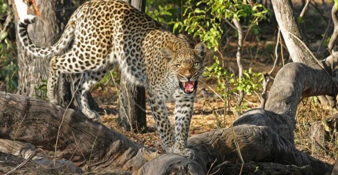 Yala All Inclusive Safari Tour With Free Entrance and Food - Dietary Requirements