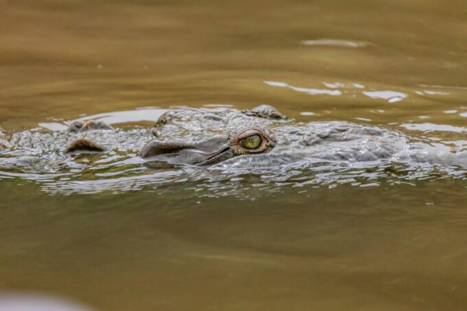 Yala All Inclusive Safari Tour With Free Entrance and Food - Frequently Asked Questions