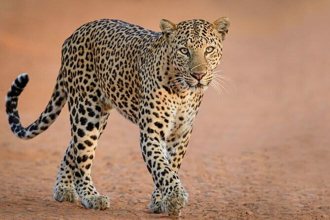 Yala and Udawalawa Safari Tour From Hambantota port - Key Points