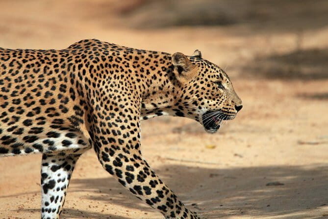 Yala and Udawalawa Safari Tour From Hambantota port - Authentic Experiences and Real Traveler Insights
