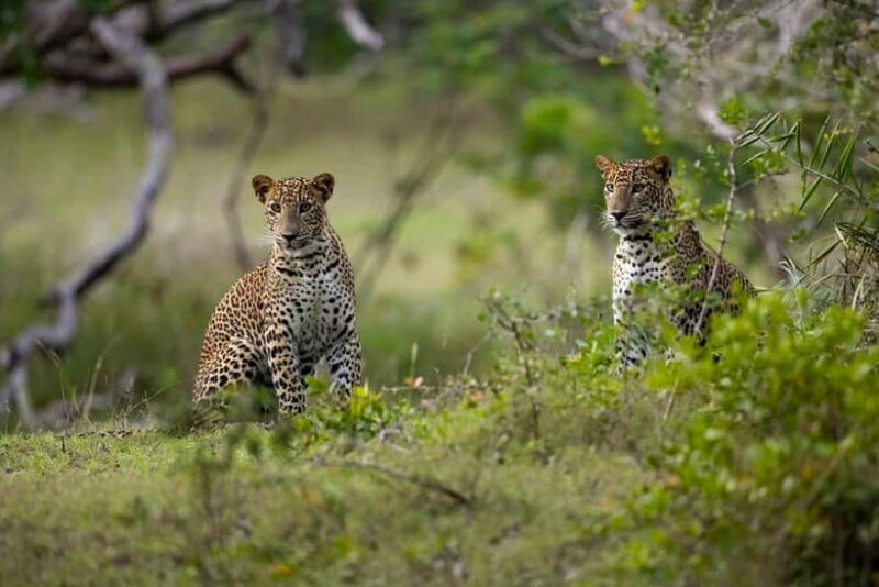 YALA BLOCK 5 & 6 (Weheragala & Lunugamwehera) Safari Tours - Why Choose Yala Blocks 5 & 6?