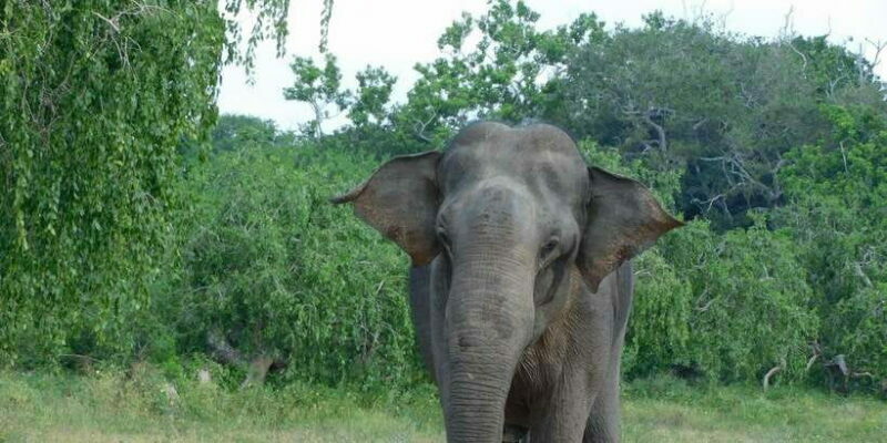 YALA BLOCK 5 & 6 (Weheragala & Lunugamwehera) Safari Tours - The Value and Practical Aspects