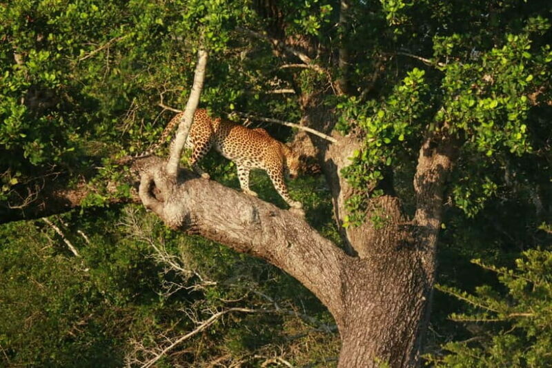 YALA BLOCK 5 & 6 (Weheragala & Lunugamwehera) Safari Tours - Authentic Experiences That Shine