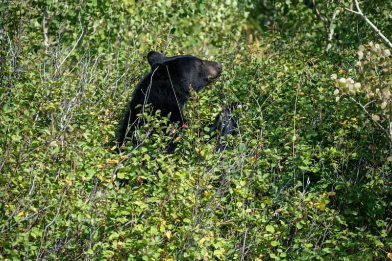 YALA BLOCK 5 & 6 (Weheragala & Lunugamwehera) Safari Tours - Final Thoughts