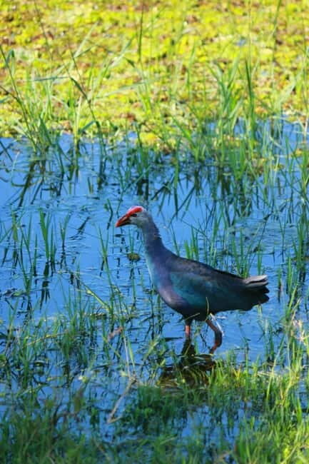 YALA BLOCK 5 & 6 (Weheragala & Lunugamwehera) Safari Tours - FAQ