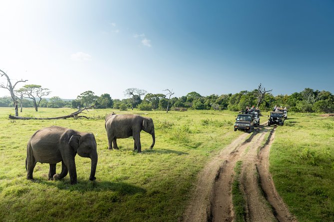 Yala Full Day Leopard Safari Tour With Picnic Lunch - Safari Experience