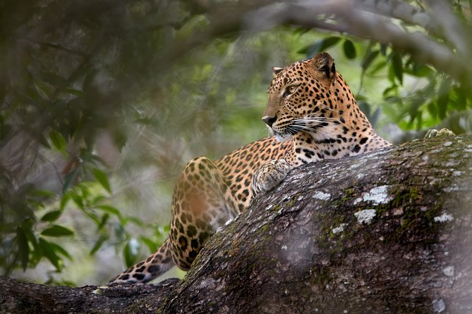 Yala Full Day Leopard Safari Tour With Picnic Lunch - Accessibility Considerations