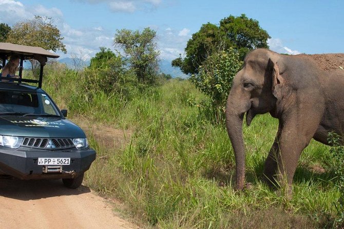 Yala Full Day Leopard Safari Tour With Picnic Lunch - Customer Feedback