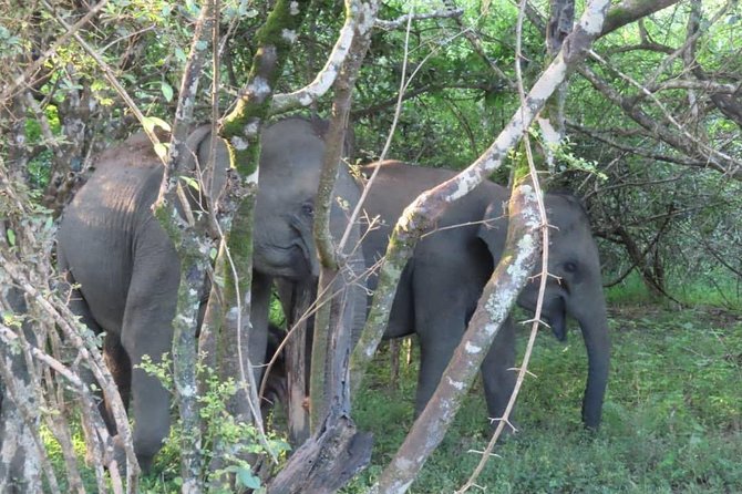 Yala Full Day Private Tour and Safari From Colombo or Negombo - Confirmation and Accessibility