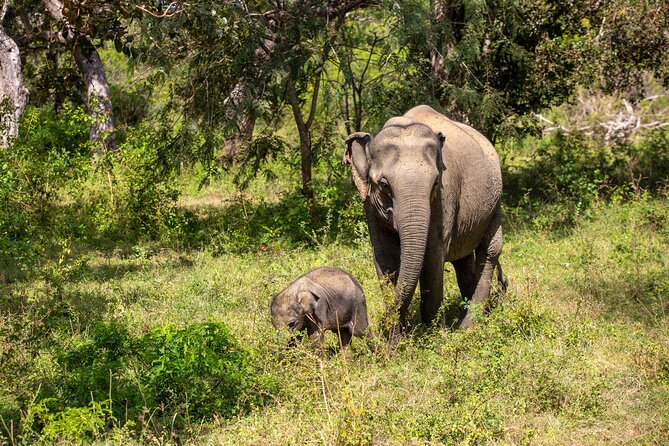 Yala Full Day Safari From Hambantota Port Shore Excursion - Leopard Sightings and Wildlife