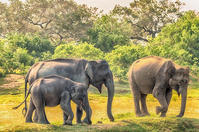 Yala Full Day Safari with Picnic Lunch - Private & All Inclusive - An In-Depth Look at the Yala Safari Experience