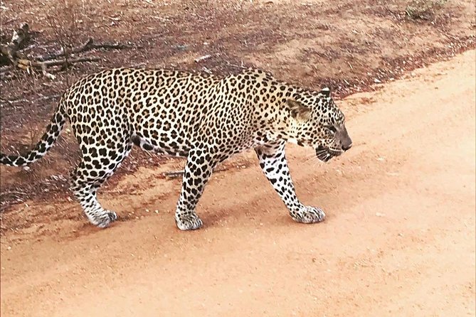 Yala Half Day Safari - Visitor Reviews and Ratings