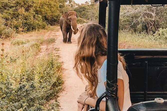 Yala Half Day Safari - Wildlife Spotting Opportunities