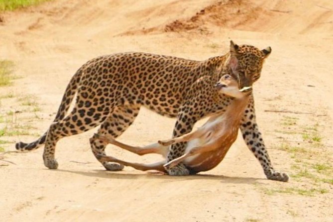 Yala Half Day Safari - Guided Tour Experiences