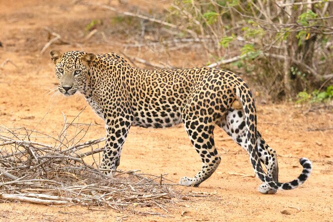 Yala Half Day Safari From Hambantota Port Shore Excursion - Good To Know
