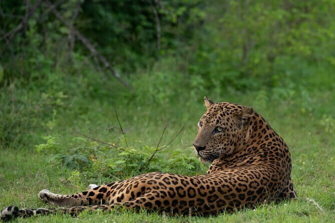 Yala Mk Safari Tour & Taxi Service - Experience the Wild Side with Yala Mk Safari Tour & Taxi Service
