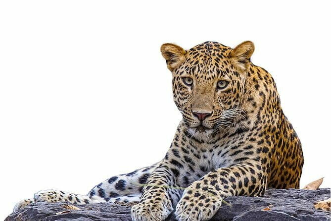 Yala Mk Safari Tour & Taxi Service - Whats Included and What’s Not