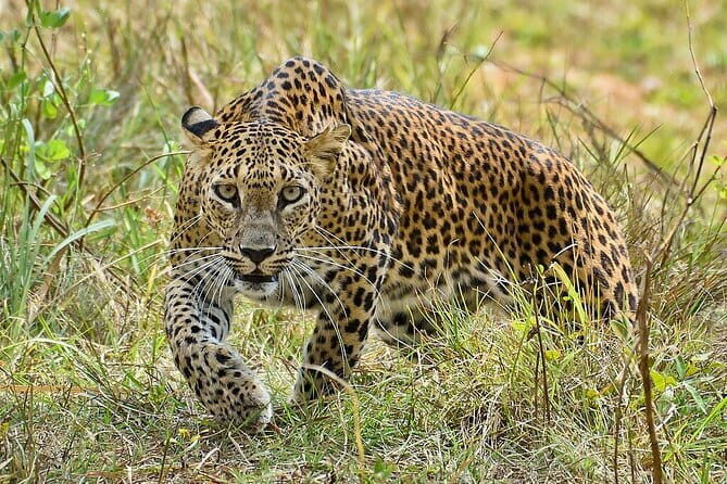 Yala Mk Safari Tour & Taxi Service - What Past Travelers Say