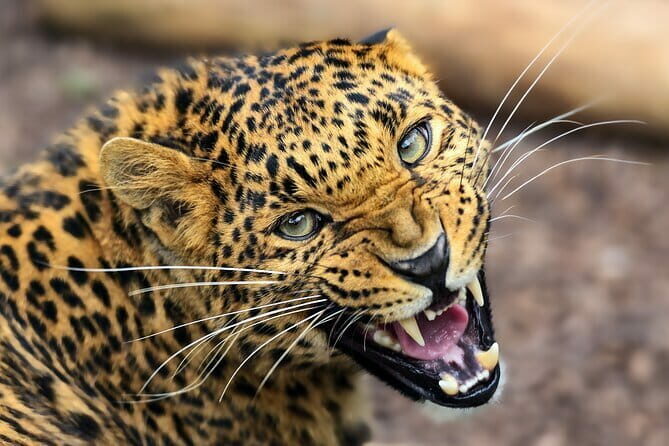 Yala Mk Safari Tour & Taxi Service - The Practicalities: Transportation, Timing, and Booking