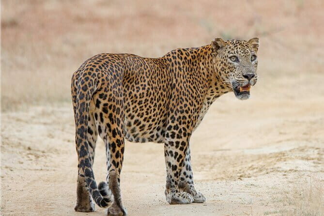 Yala Mk Safari Tour & Taxi Service - Who Is This Safari Best For?