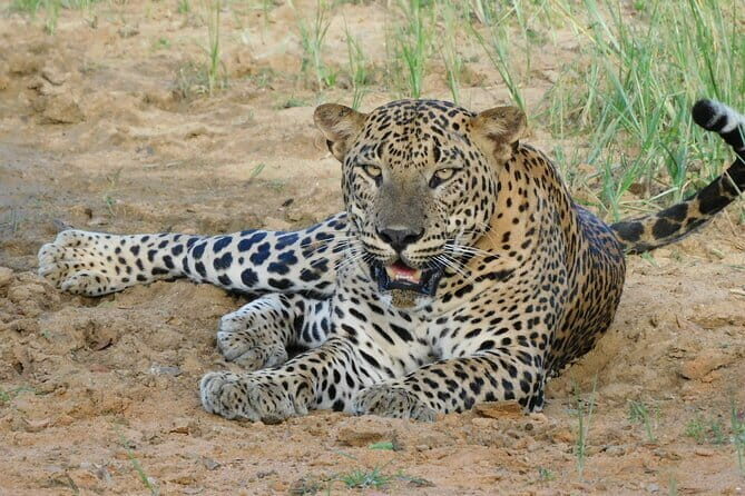 Yala Mk Safari Tour & Taxi Service - FAQ