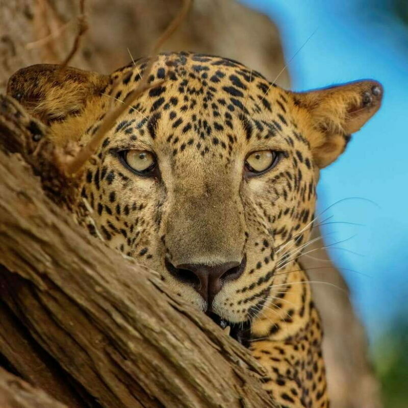 Yala National Park: 7 hour & 12 hour Leopard Safari Tours - Why Choose This Safari?