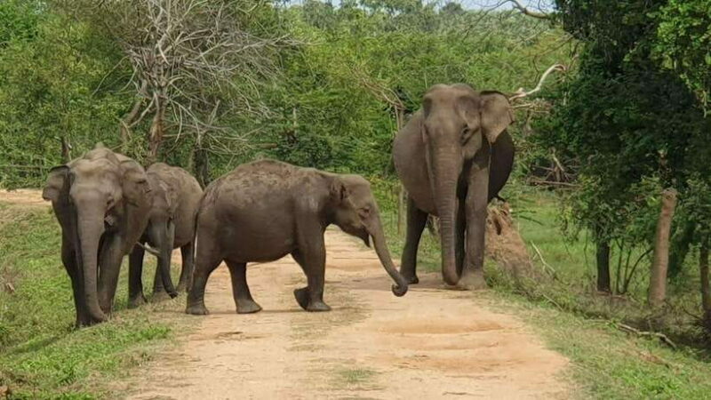 Yala National Park: 7 hour & 12 hour Leopard Safari Tours - Wildlife and Sightings: What You Might See