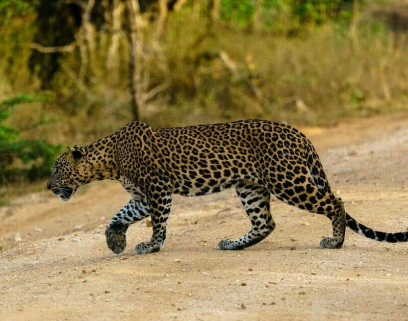 Yala National Park: 7 hour & 12 hour Leopard Safari Tours - Who Should Book This Tour?