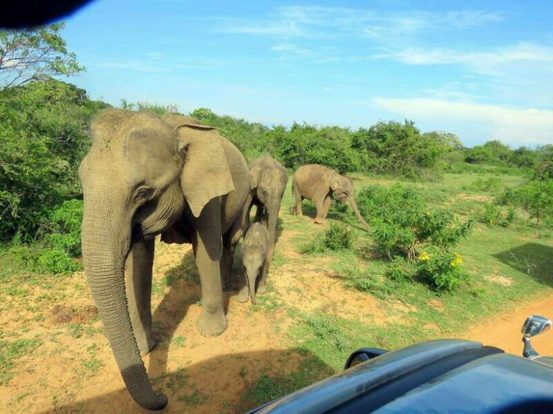 Yala National Park: 7 hour & 12 hour Leopard Safari Tours - FAQ