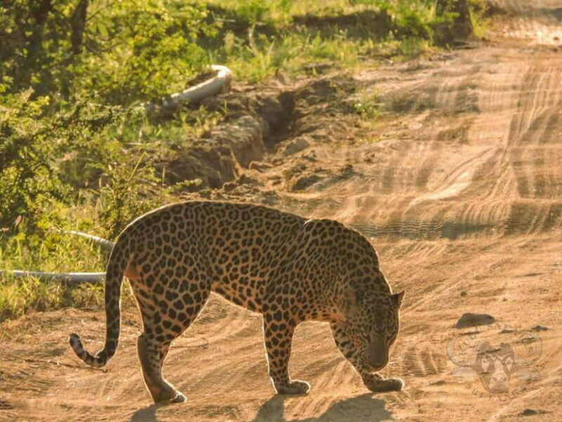 Yala National Park: 7 hours or 12 hours Leopard Wild Safari - Transportation & Group Size