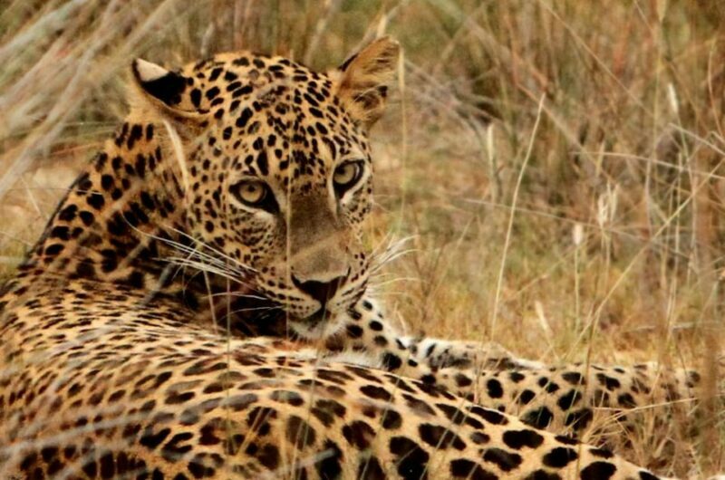 Yala National Park: 7 hours or 12 hours Leopard Wild Safari - Who Should Consider This Tour?