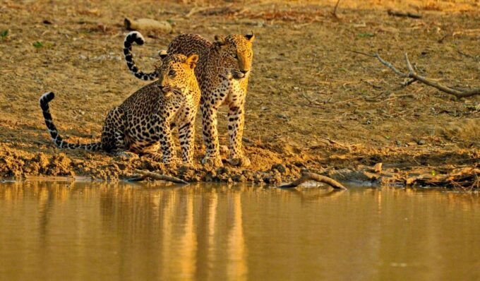Yala National Park All-Inclusive 2-Day Safari - Customer Feedback and Ratings