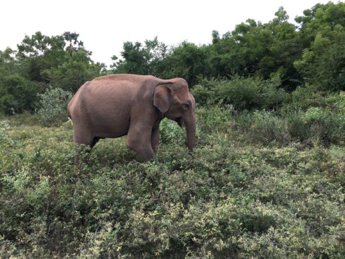 Yala National Park All-Inclusive 2-Day Safari - Booking and Contact Information