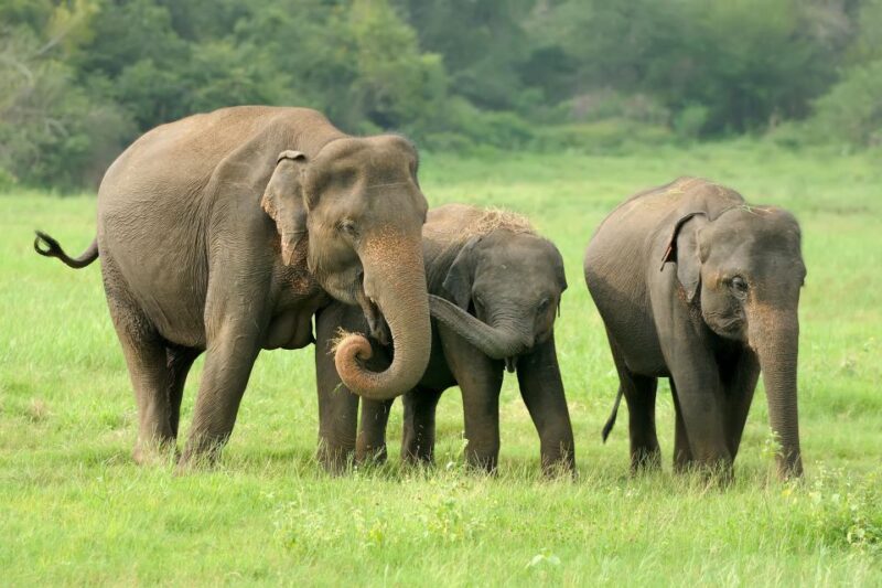 Yala National Park & Birds Park From Galle/Weligama/Mirissa - Wildlife Experience